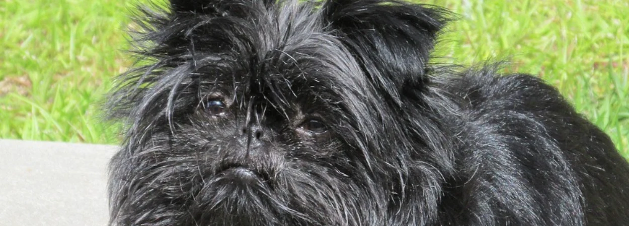 Affenpinscher dans la nature