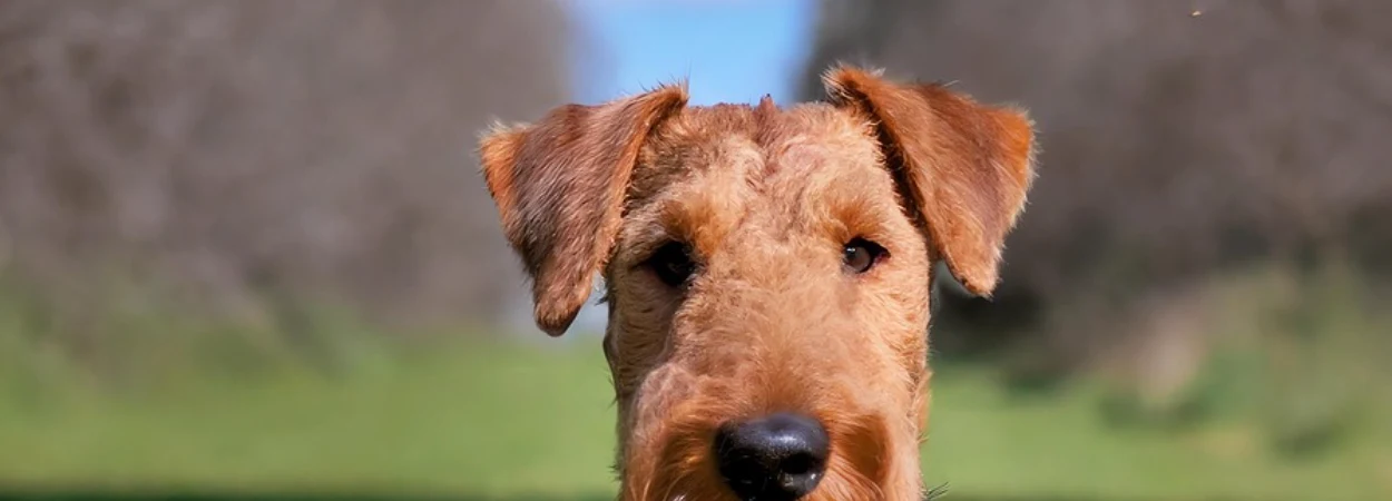 Airedale Terrier dans la nature