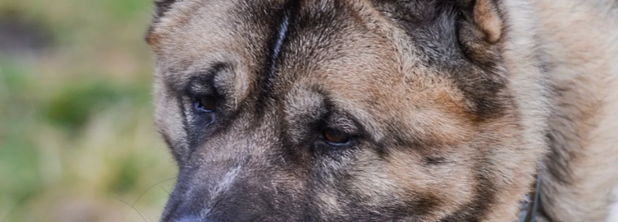 Akita Américain dans la nature