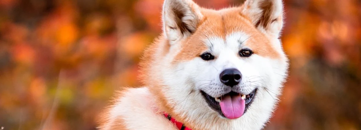 Akita Inu dans la nature