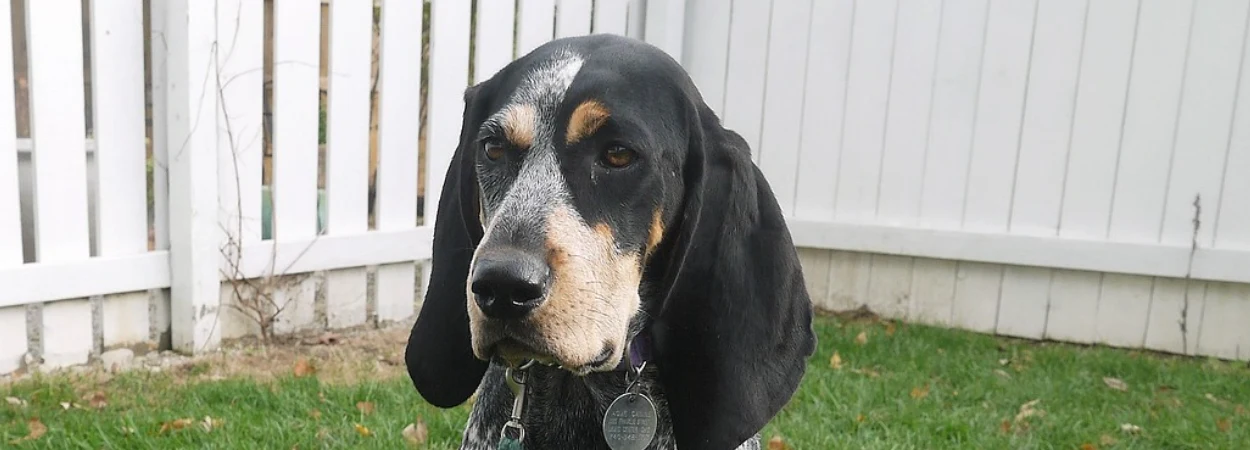 American English Coonhound dans la nature