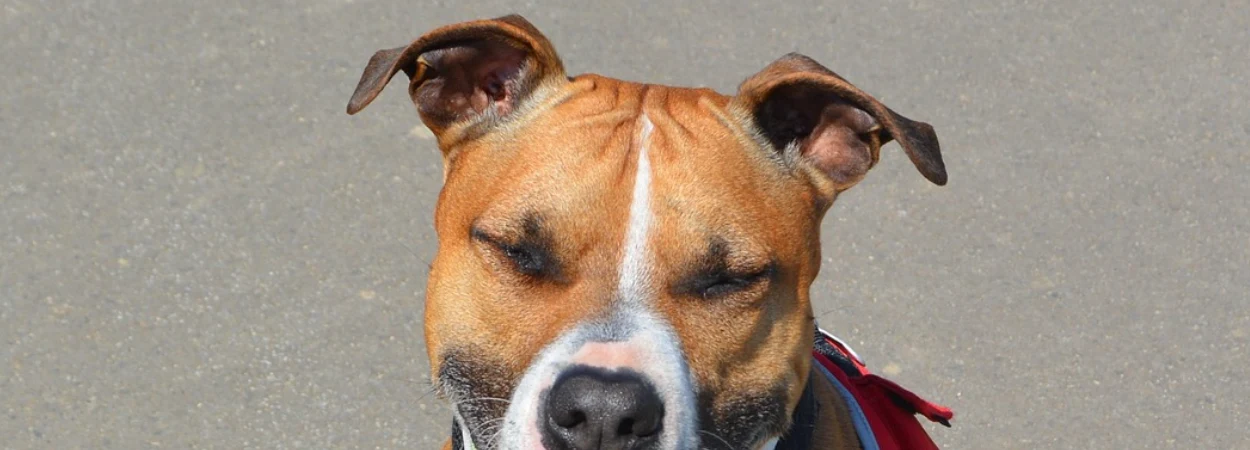 American Staffordshire Terrier dans la nature