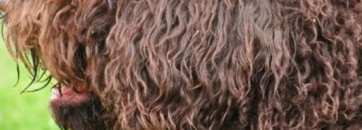 Barbet dans la nature
