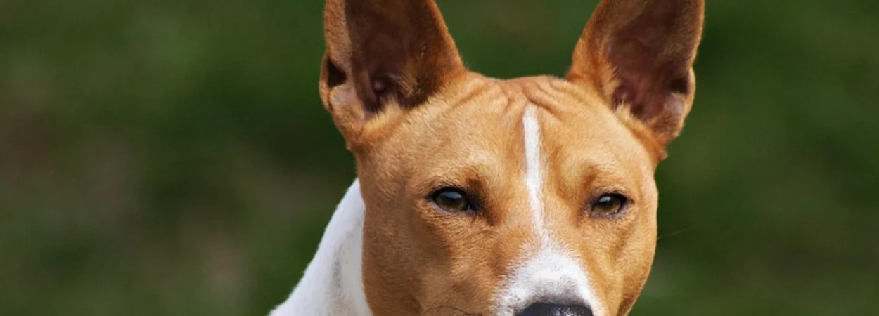 Basenji dans la nature
