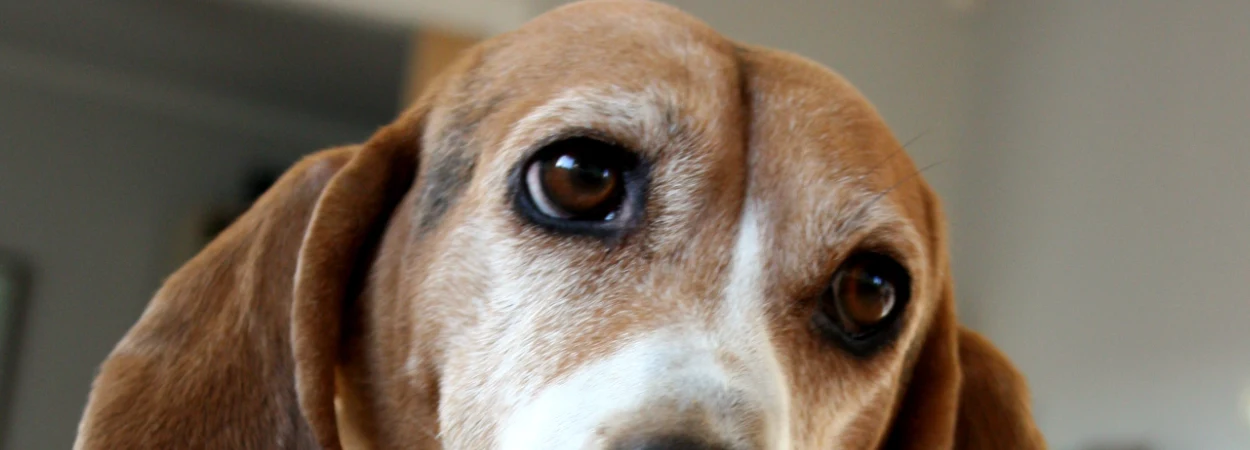 Basset Artesien Normand dans la nature