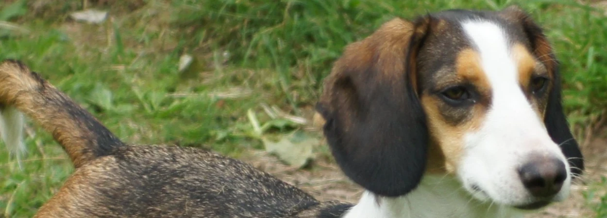 Westfälische Dachsbracke dans la nature