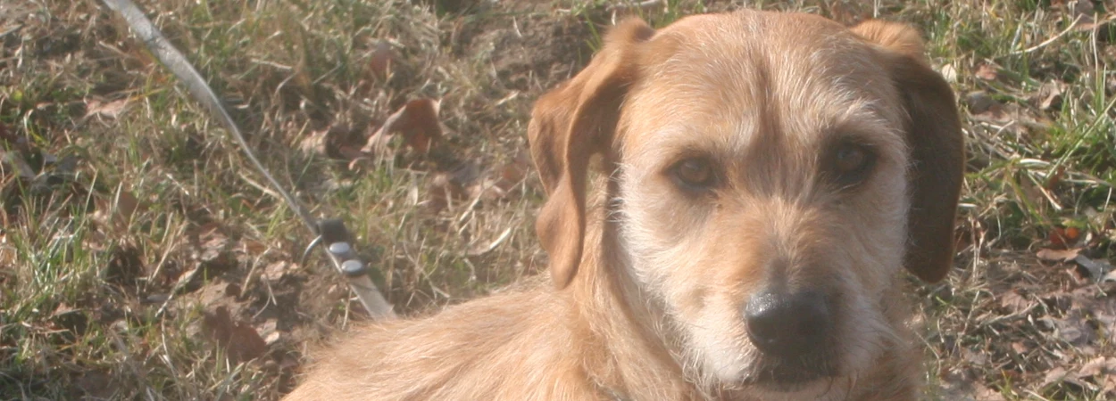 Basset Fauve de Bretagne dans la nature