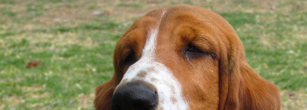 Basset Hound dans la nature