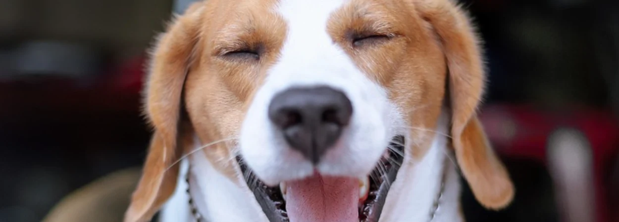 Beagle dans la nature
