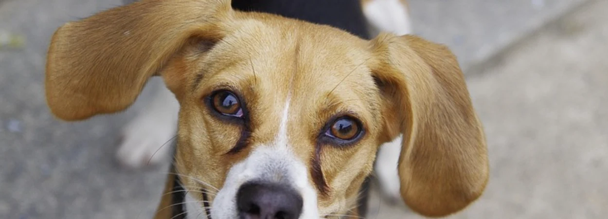 Beagle-harrier dans la nature