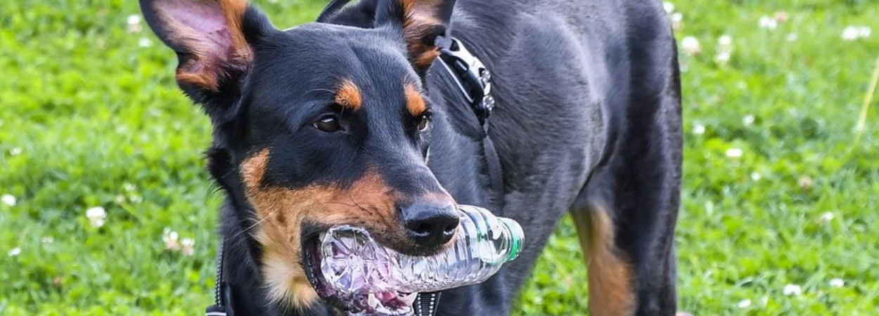 Beauceron dans la nature