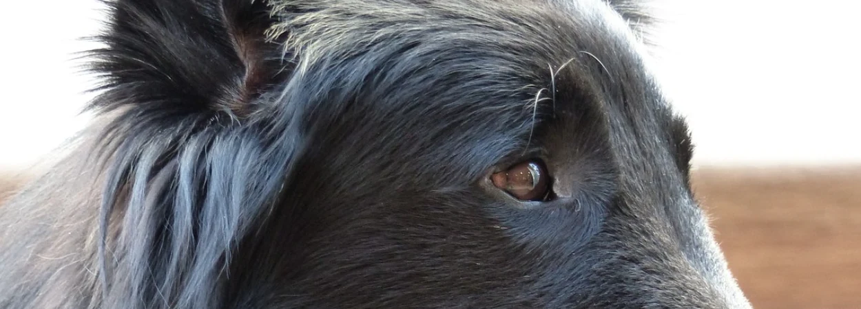 Berger Belge - Groenendael dans la nature