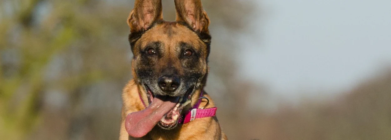 Berger Belge Malinois dans la nature