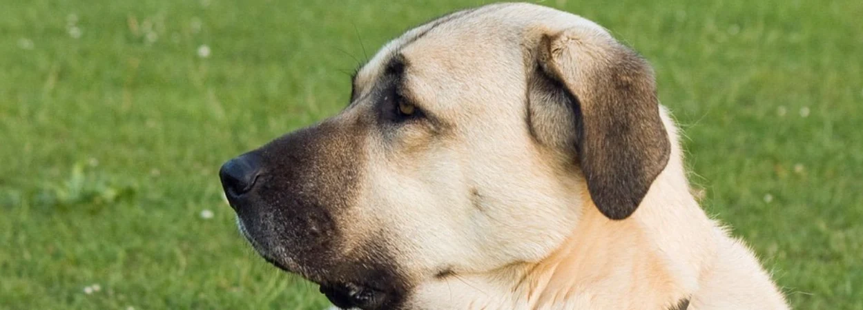 Berger Kangal dans la nature