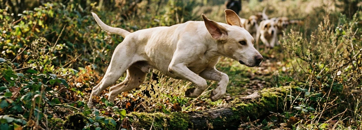 Billy dans la nature