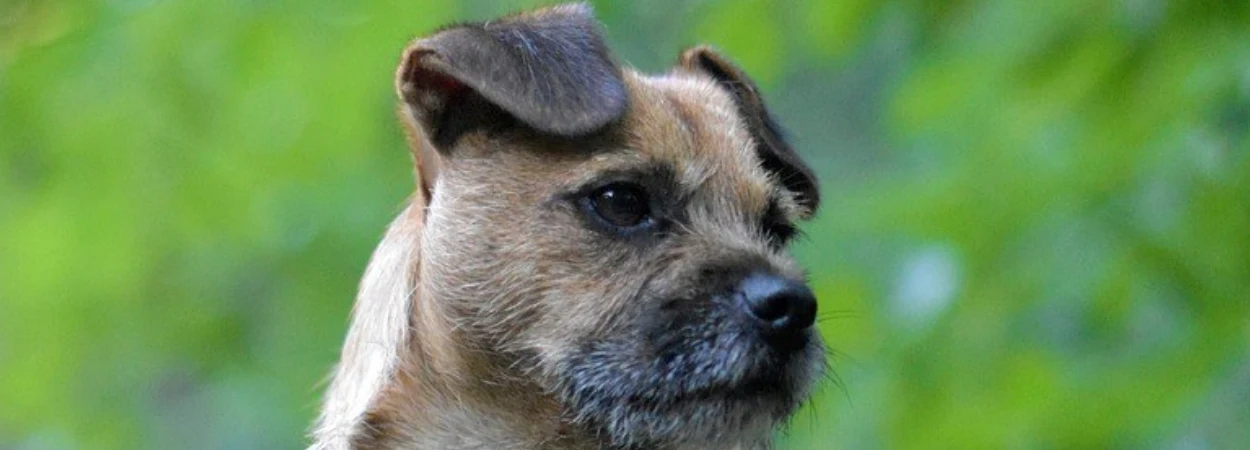 Border Terrier dans la nature