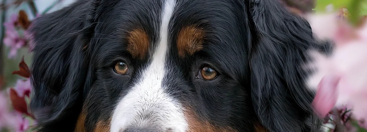 Bouvier Bernois dans la nature