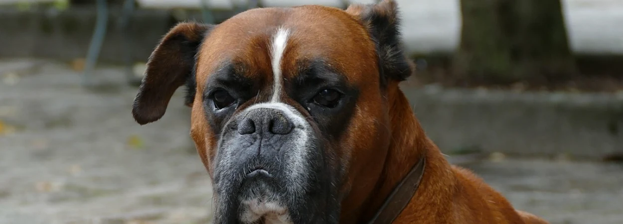 Boxer dans la nature