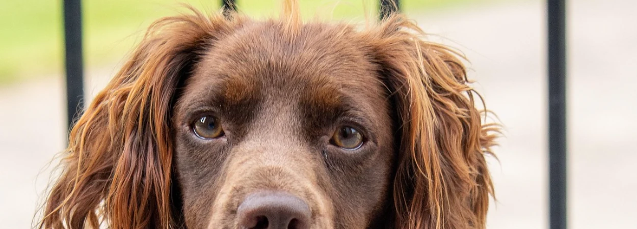Boykin Spaniel dans la nature