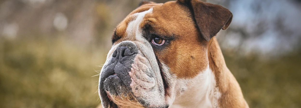 Bouledogue Anglais dans la nature