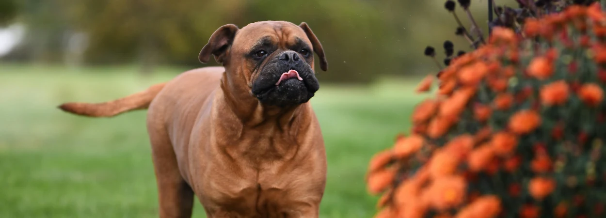 Bullmastiff dans la nature