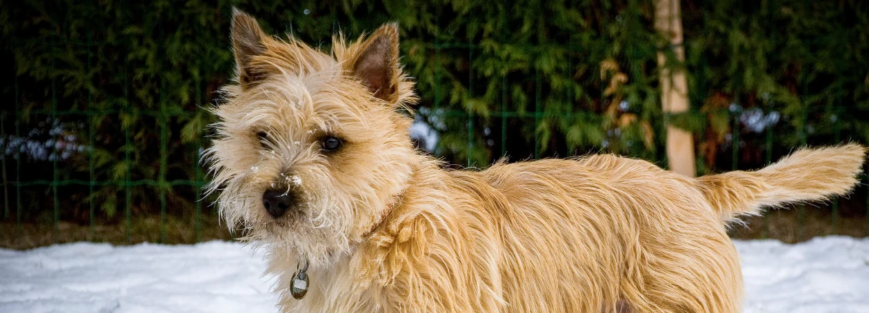 Cairn Terrier dans la nature