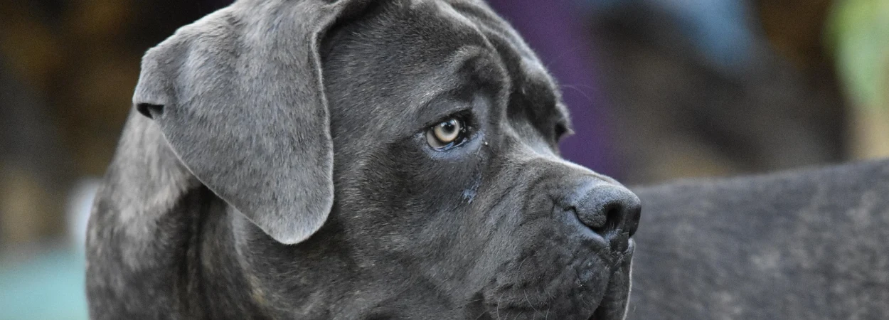 Cane Corso dans la nature