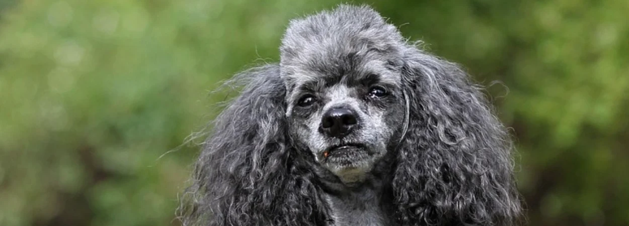 Caniche dans la nature
