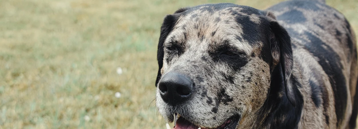Chien léopard catahoula dans la nature
