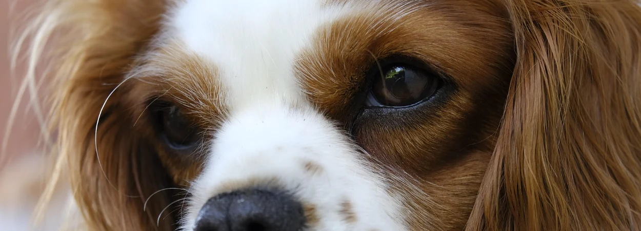 Cavalier King Charles Spaniel dans la nature