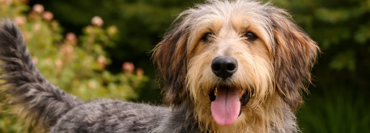 Chien Courant de Bosnie à Poil Raide dit Barak dans la nature