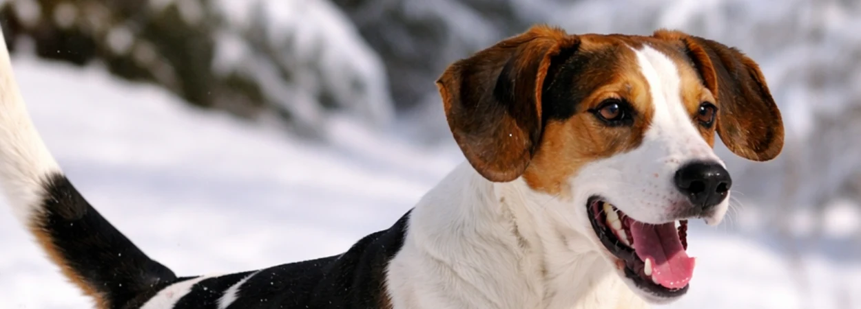 Chien Courant de Halden dans la nature