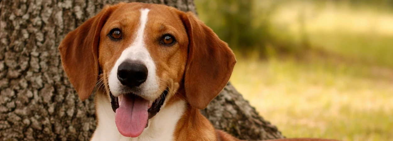 Chien Courant de Hygen dans la nature