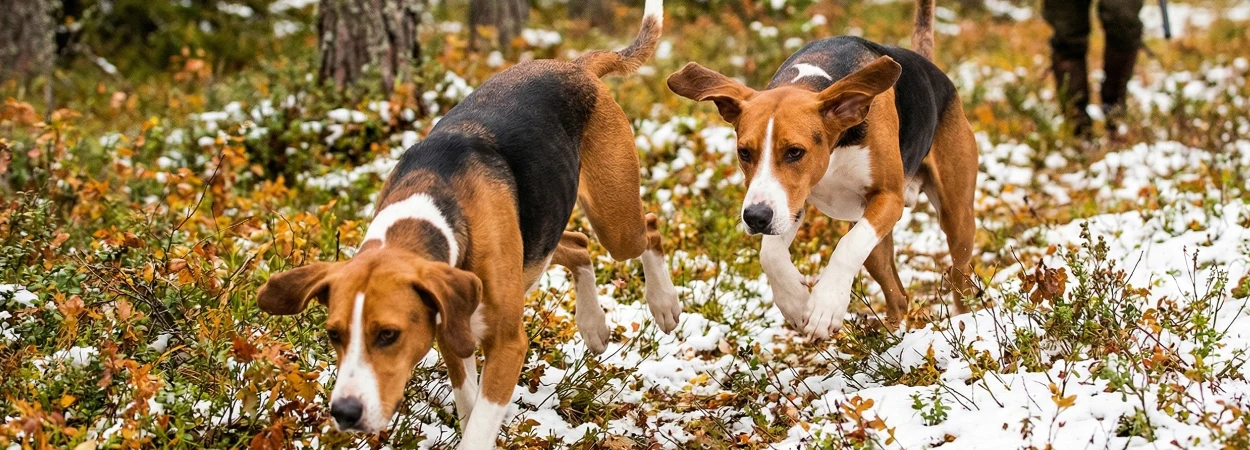 Chien Courant de Hamilton dans la nature