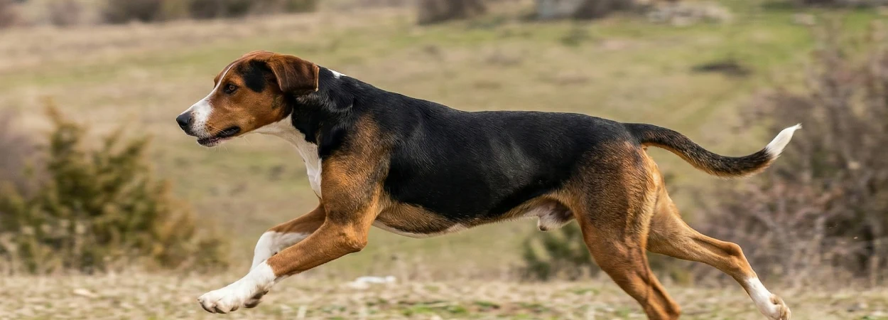 Chien Courant Tricolore Serbe dans la nature