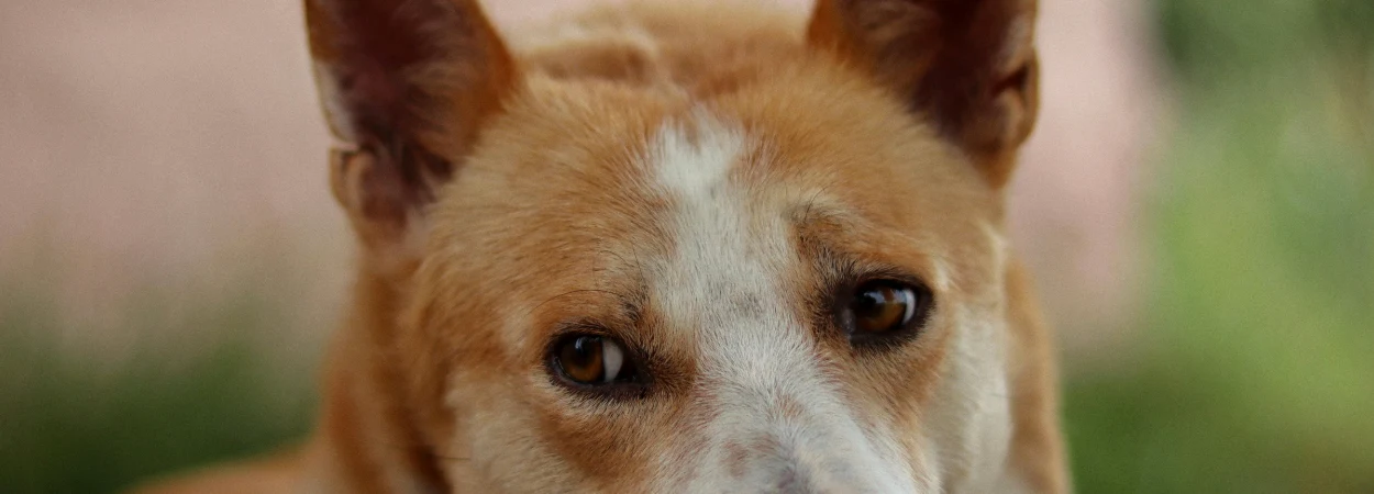 Chien de Canaan dans la nature