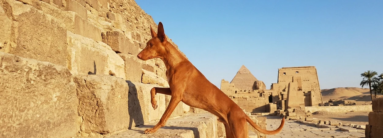Chien de Garenne des Canaries dans la nature