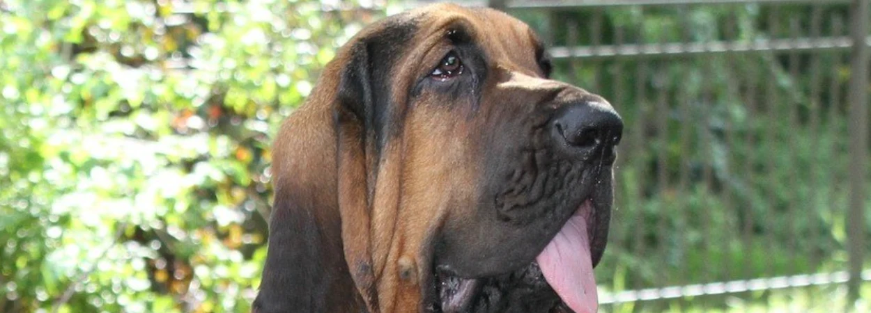 Chien de Saint-Hubert dans la nature