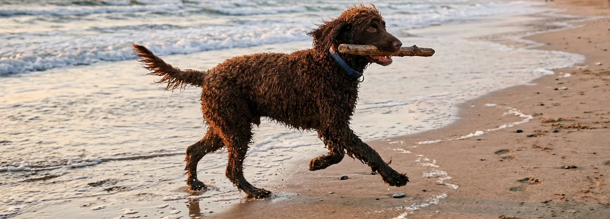 Chien d'Eau Irlandais dans la nature