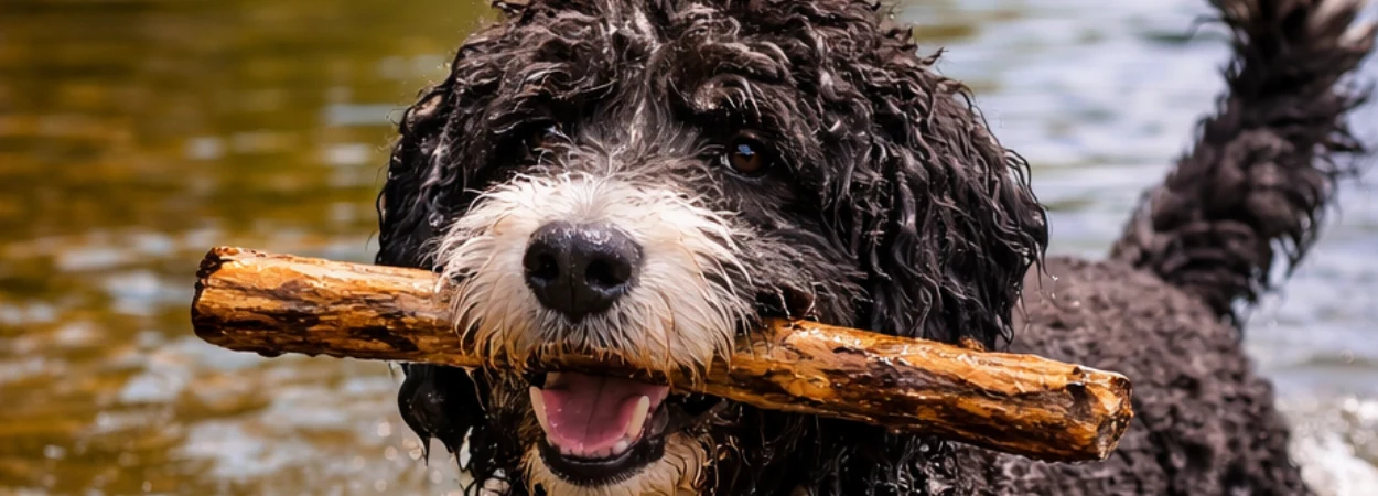 Chien d'Eau Portugais dans la nature