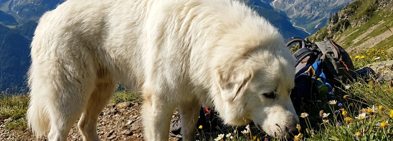 Chien de Montagne des Pyrénées dans la nature
