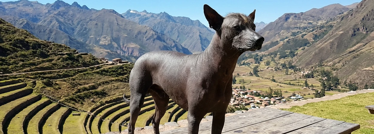 Chien Nu du Pérou dans la nature