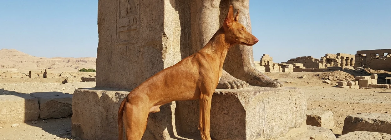 Chien du Pharaon dans la nature