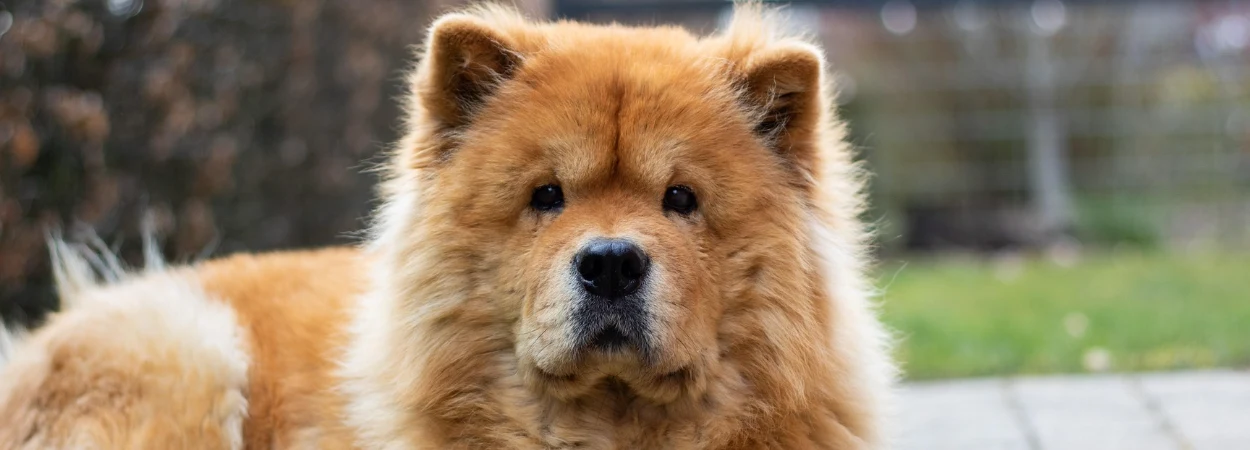 Chow-Chow dans la nature