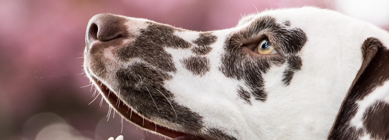 Dalmatien dans la nature