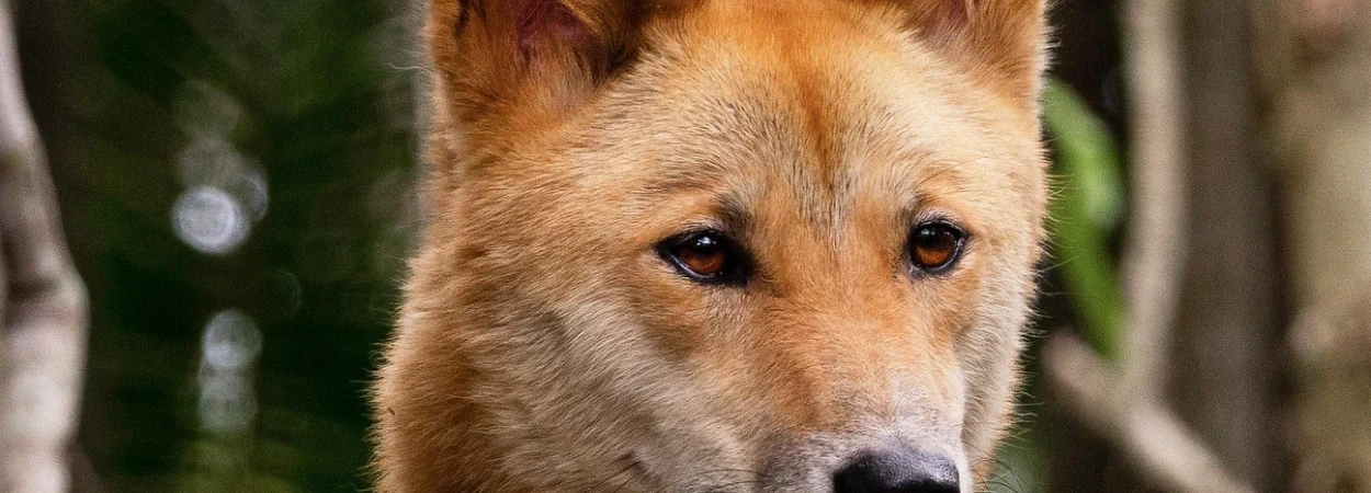 Carolina Dog dans la nature