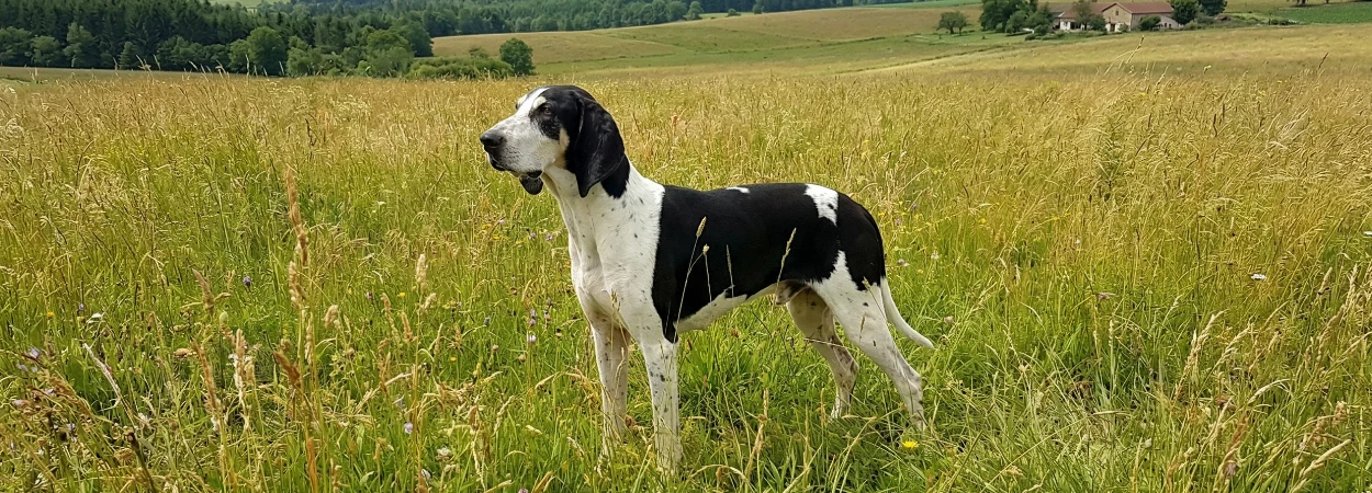 Grand Anglo-Français Blanc et Noir dans la nature