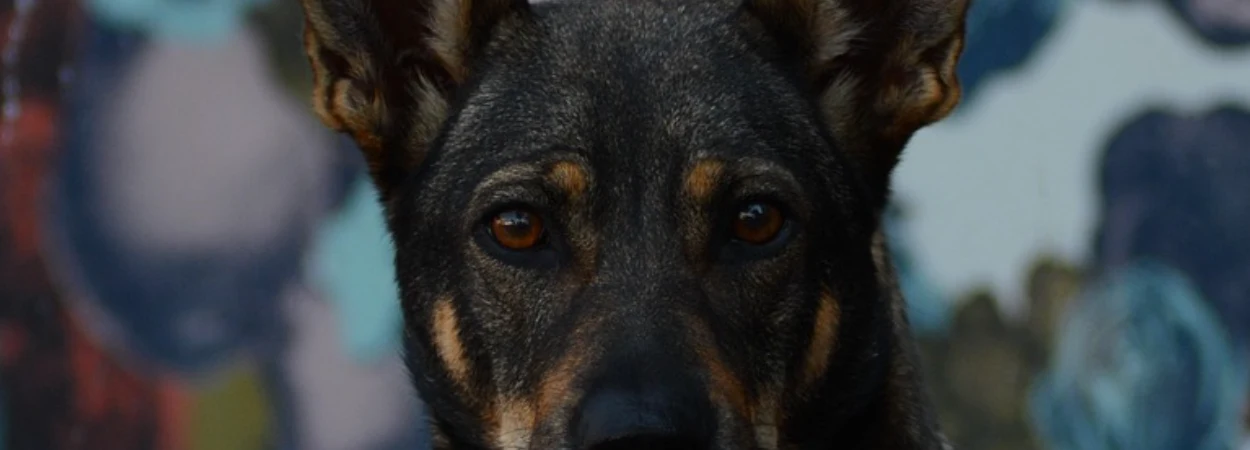 Kelpie Australien dans la nature