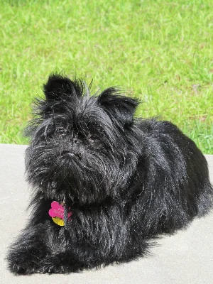 Affenpinscher