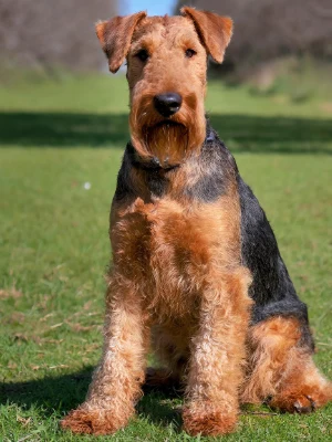 Airedale Terrier